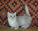 Krásná Munchkin Kitten